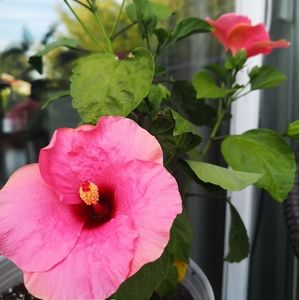 Meet your Posher, Rose-lynn